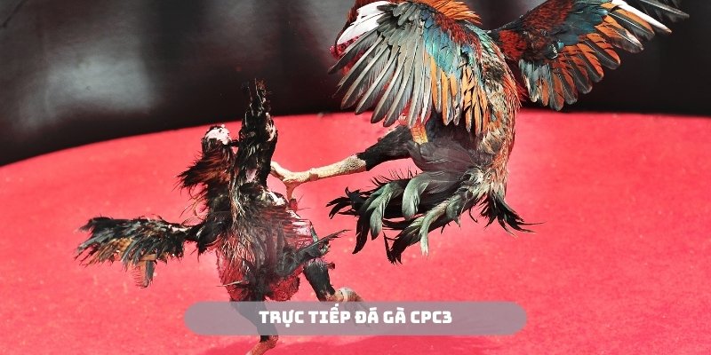Trực tiếp đá gà CPC3