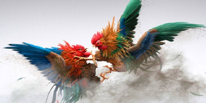 Video trận đá gà có chất lượng full HD