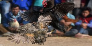 vảy gà chọi thần kê