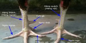 vảy gà kích giáp