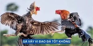 Vảy giáp vy đao - Những kiến thức bổ ích cho các kê thủ