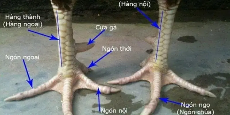 Chi tiết các bộ phận trên chân gà