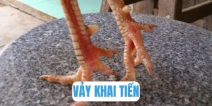 Vảy Khai Tiền Là Gì? Đánh Giá Sức Mạnh Của Chiến Kê