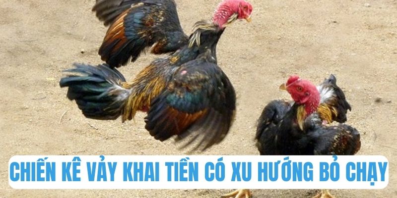 Chiến kê vảy gà khai tiền có xu hướng bỏ chạy