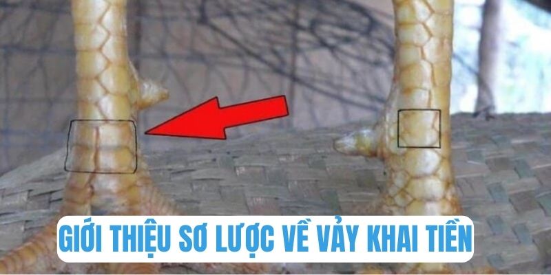 Giới thiệu sơ lược vài nét về dạng vảy khai tiền