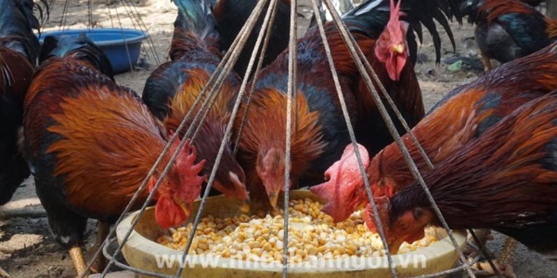 Kết hợp đầy đủ chất dinh dưỡng cho gà sở hữu vảy lạc diệp