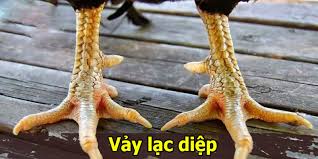 Vảy lạc diệp vô cùng hiếm có