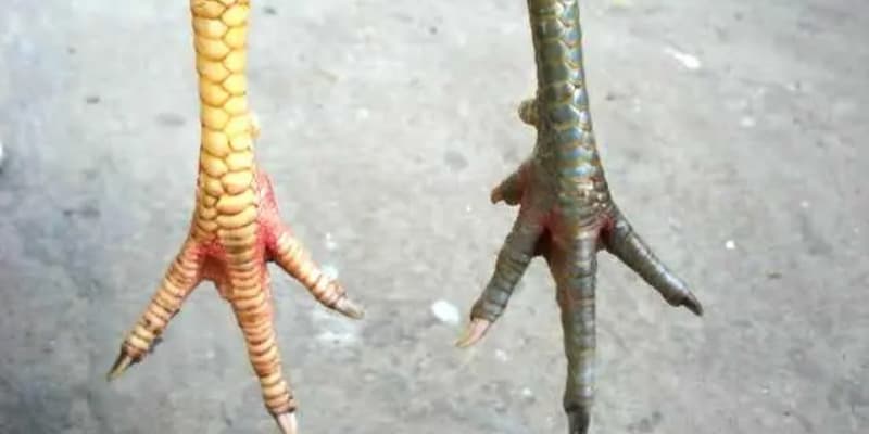 Màu sắc đặc trưng của vảy lạc diệp