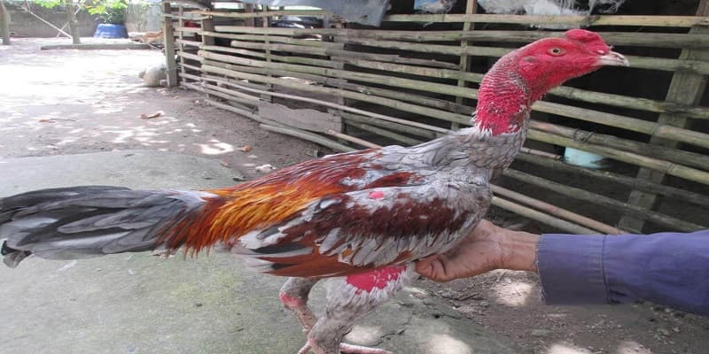 Phần lông đuôi là yếu tố quan trọng giúp điều chỉnh hướng né