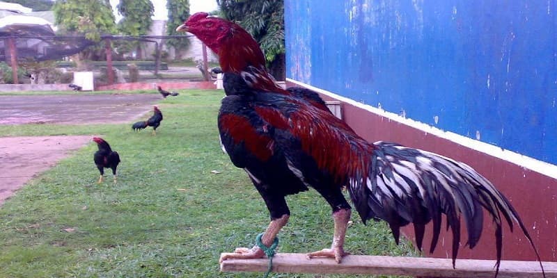 Nhờ xem màu lông giúp xác định và lựa chọn gà phù hợp thi đấu